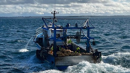 chalutier jema, Mareyeur et Vendeur de Fruits de Mer à Cancale