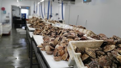 Normandie Mer, Mareyeur et Vendeur de Fruits de Mer au Tréport
