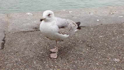 Dardignac Stéphanie, Mareyeur et Vendeur de Fruits de Mer au Tréport